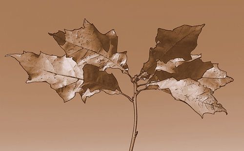 Sepia oak autumn in lines