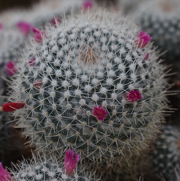The cactus by Elke Dag Een Foto