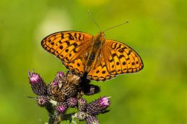 Fiery Pearl-bordered Fritillary ( Fabriciana adippe ) by Karin Jähne