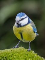 Portrait d'une mésange bleue sur de la mousse