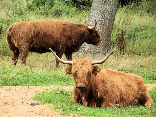 Twee schotse hooglanders.
