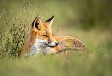 Fuchs in der Sonne von Renzo van den Akker