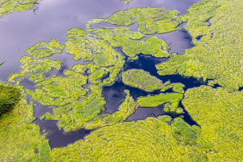 A moss landscape by Christa Kramer