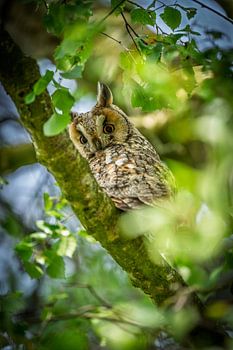 Long-eared owl