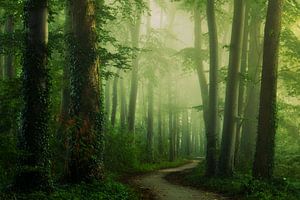 Green and Foggy von Martin Podt