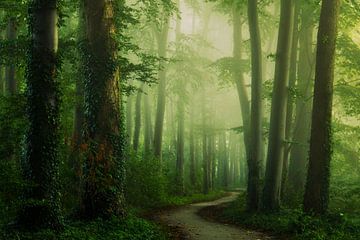 Green and Foggy van Martin Podt