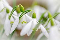 Snowdrops