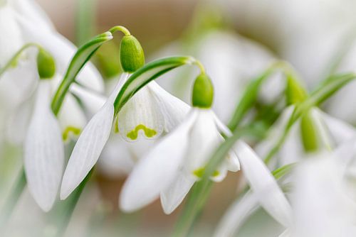 Snowdrops