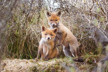 two red fox cubs by Pim Leijen