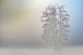 Einsamkeit im Nebel von Nadia Feys