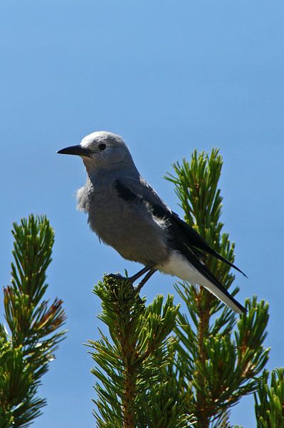 Clarks nutcracker by Jeroen van Deel