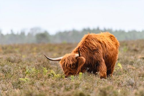 Portret van een Schotse Hooglanders in het natuurgebied van de Veluwe