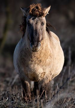 Konikpaard van Boswachter Jelle