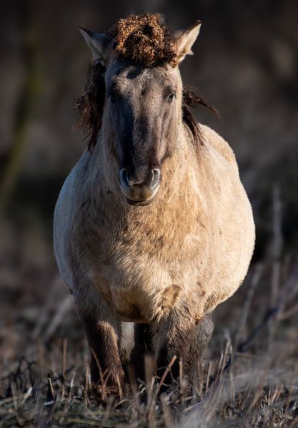 Konik horse by Boswachter Jelle
