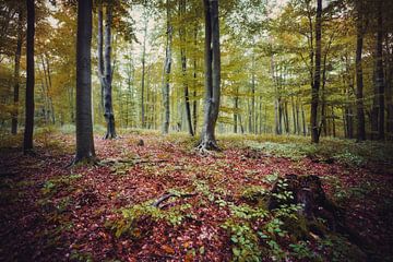 Een moment in het loofbos van Skyze Photography by André Stein