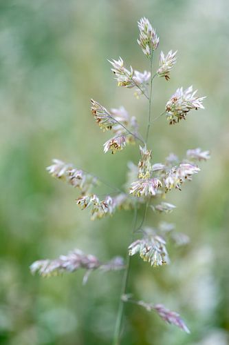 Wildflower in pastel