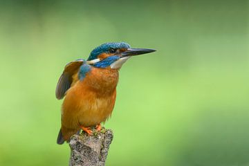 Kingfisher stretches. by Remco Van Daalen