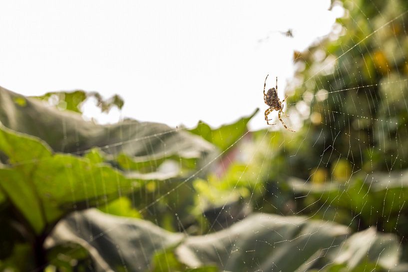 Europian garden spider by Maria Nevels