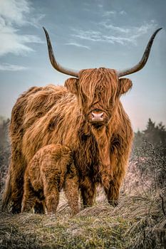 Schotse hooglander met jong