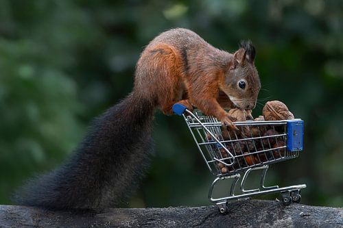 Eichhörnchen mit Einkaufswagen voller Nüsse.