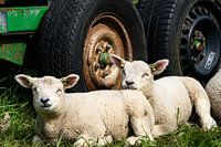 Lammetjes in de zon