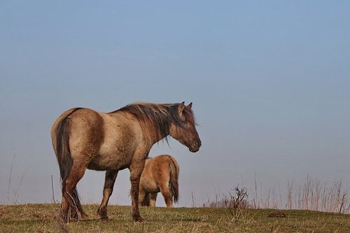 Koniks sur John Kerkhofs