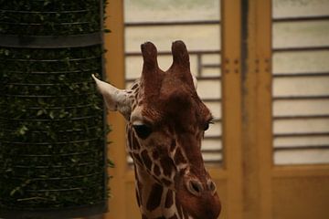 Giraffe van Fabian Schouwstra