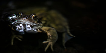 Frog with bubbles