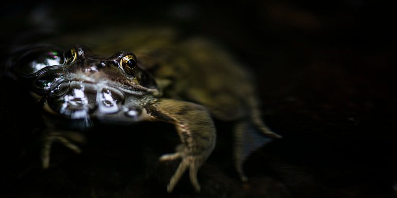 Frog with bubbles par Sense Photography