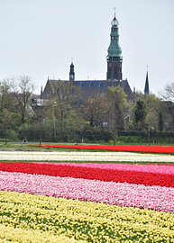 Ein Feld voller Blumen im Frühling von Claude Laprise