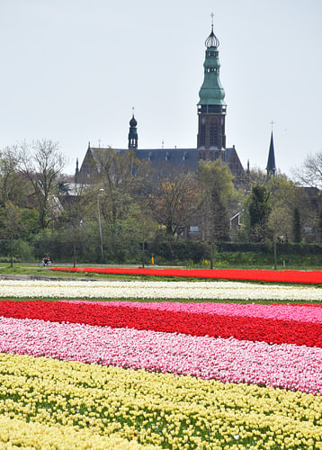 A field full of flowers in spring