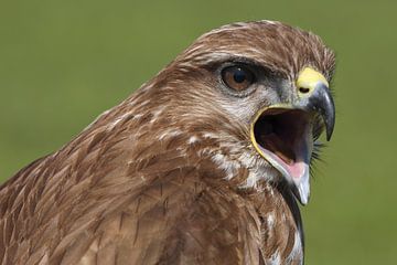 Mäusebussard (Buteo buteo) von Ronald Pol