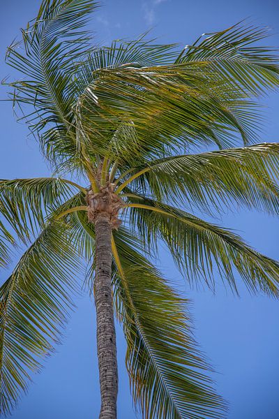 Aruba by Joyce Perez