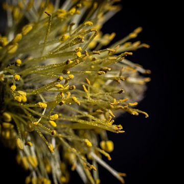Goat Willow, Abstract Catkin Macro by Imladris Images