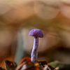 Amethyst-Pilz von Wendy van der Klift-Bartelings