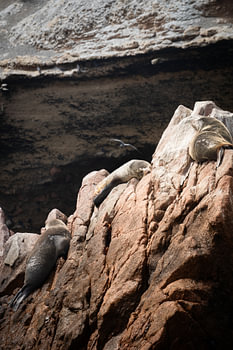 Sea lions basking in the sun on rugged cliffs