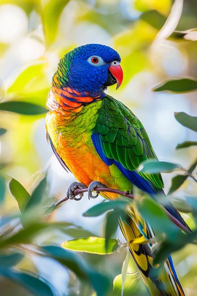 Colourful parrot in the branches by Poster Art Shop