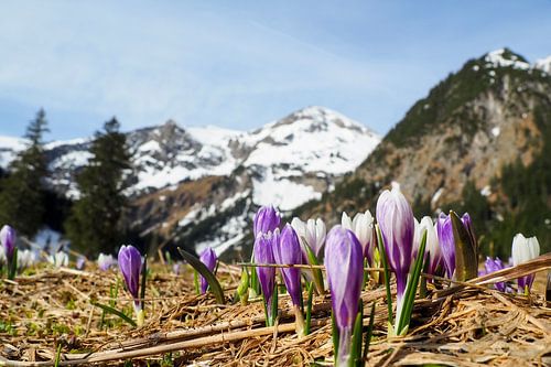 Vilsalpsee in het Tannheimer Tal - een betoverend bergmeer met heldere kleuren, een vredige sfeer en een indrukwekkend Tirools bergdecor.