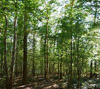 la lumière du soleil qui brille dans la forêt