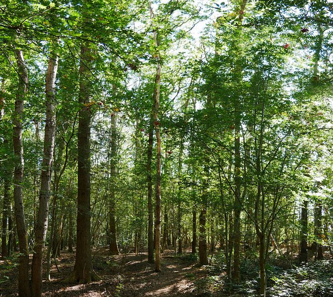 Sonnenlicht, das durch den Wald scheint von Wim vd Neut