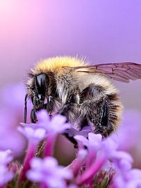Macro photo bumblebee on purple background - colourful nature photography poster by Photography Liss