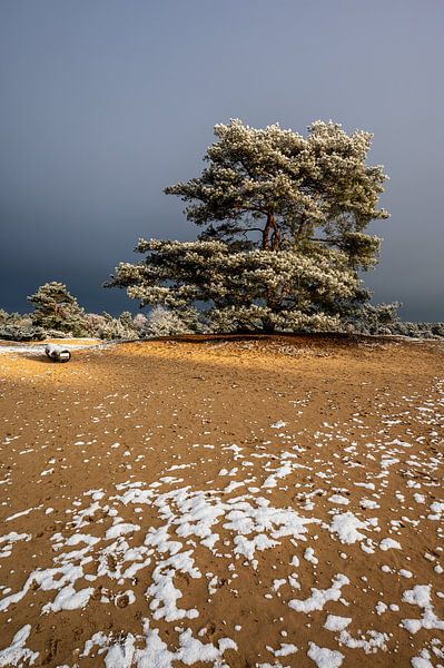 Winter landscape on the Hondsrug in Drenthe by Henk Osinga