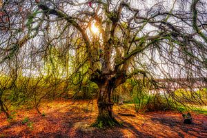 Silhouette Hänge-Buche Baumstamm und Äste kahl im Frühling im Gegenlicht