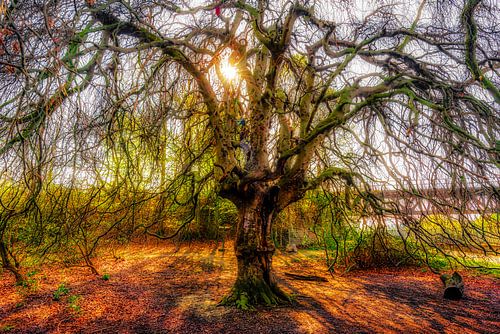 Silhouette hanging beech tree trunk and branches bare in spring back light