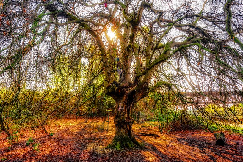 Silhouette hanging beech tree trunk and branches bare in spring back light by Dieter Walther