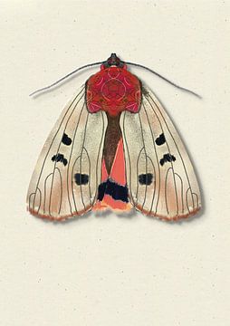 Cream mot met schaduw insecten illustratie van Angela Peters