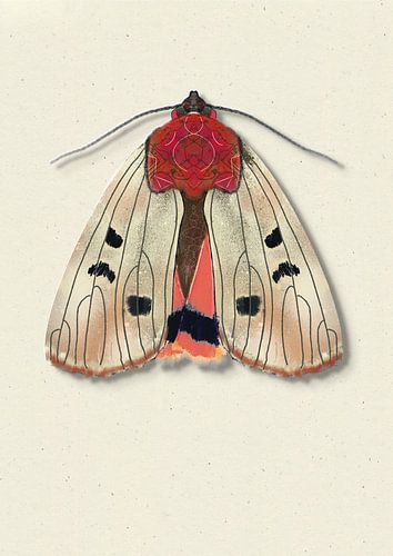 Cream moth with shadow insect illustration