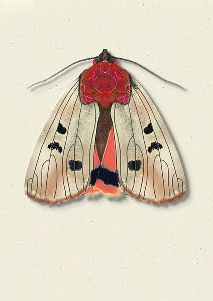 Cream moth with shadow insect illustration by Angela Peters