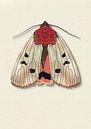 Cream moth with shadow insect illustration by Angela Peters thumbnail