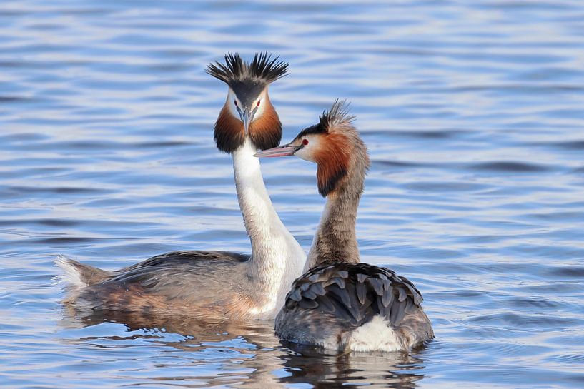 Balz der Haubentaucher von Rinnie Wijnstra (FotoAmeland )